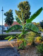 Partij Bananenplant musa basjoo tot 4m hoog, Tuin en Terras, Planten | Bomen, Overige soorten, 100 tot 250 cm, Zomer, Ophalen