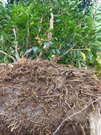 Portugese Laurier ( prunus lusitanica ) te koop, Ophalen of Verzenden, Laurier, 100 tot 250 cm