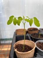 Moringa oleifera, Tuin en Terras, Volle zon, Vaste plant, Zomer, Ophalen