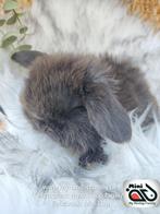 Raszuiver baby minilop konijn ram (transport mogelijk), Dieren en Toebehoren, Mannelijk, Dwerg, Hangoor, 0 tot 2 jaar