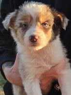 Border collie & Australian Shepherd pups, België, Particulier, CDV (hondenziekte), 8 tot 15 weken