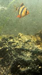 Mini japonica garnalen, Dieren en Toebehoren, Vissen | Aquariumvissen, Kreeft, Krab of Garnaal
