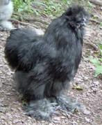 Zijdehoen, Dieren en Toebehoren, Mannelijk, Kip