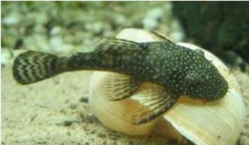 Ancistrus middel algeneter bij Koidream Valburg beschikbaar voor biedingen