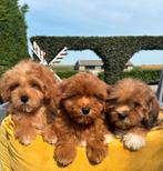 Mini labradoodle x Boomer pups, Dieren en Toebehoren, Honden | Niet-rashonden, Nederland, 8 tot 15 weken, Meerdere, Meerdere dieren