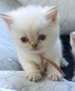Super schattige Britse Korthaar kittens, Dieren en Toebehoren, Meerdere dieren, Ontwormd, 0 tot 2 jaar