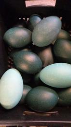 Struisvogel,emoe,nandoe, lege eieren., Ophalen of Verzenden, Schedel