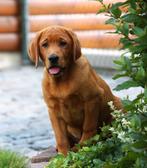 Gratis adres erkende labrador fokkers tbv betrouwbare pups, Dieren en Toebehoren, Honden | Retrievers, Spaniëls en Waterhonden