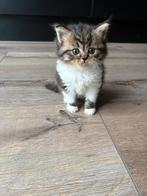 Kittens te koop, Meerdere dieren, Ontwormd, 0 tot 2 jaar
