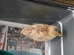 Chinese Kwarteljong, Dieren en Toebehoren, Mannelijk, Overige soorten