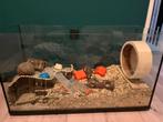 Mooie grote hamsterkooi., Dieren en Toebehoren, Knaagdieren en Konijnen | Hokken en Kooien, Kooi, Gebruikt, Hamster, 75 tot 110 cm
