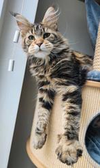 2 schitterende lieve Maine Coon poezen met stamboom, Dieren en Toebehoren, Poes, Gechipt, 0 tot 2 jaar