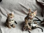 Prachtige bengaal kittens met stamboom, Meerdere dieren, 0 tot 2 jaar, Gechipt