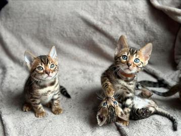 Prachtige bengaal kittens met stamboom 