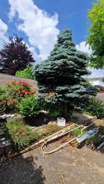 Grote Blauwspar, Ophalen, Volle zon, Zuilboom, 400 cm of meer