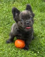 Franse bulldog fluffy pups, Dieren en Toebehoren, Honden | Bulldogs, Pinschers en Molossers, België, Rabiës (hondsdolheid), 8 tot 15 weken