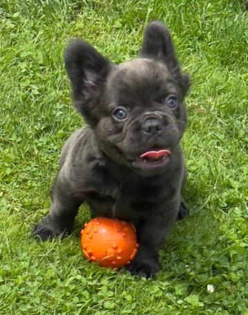 Franse bulldog fluffy pups beschikbaar voor biedingen