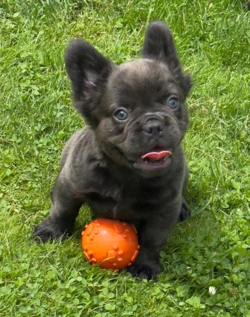 Franse bulldog fluffy pups, Dieren en Toebehoren, Honden | Bulldogs, Pinschers en Molossers, Meerdere dieren, Bulldog, Fokker | Professioneel