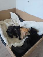 Mooie kittens zoeken een huisje, Dieren en Toebehoren, Meerdere dieren, Kortharig, 0 tot 2 jaar