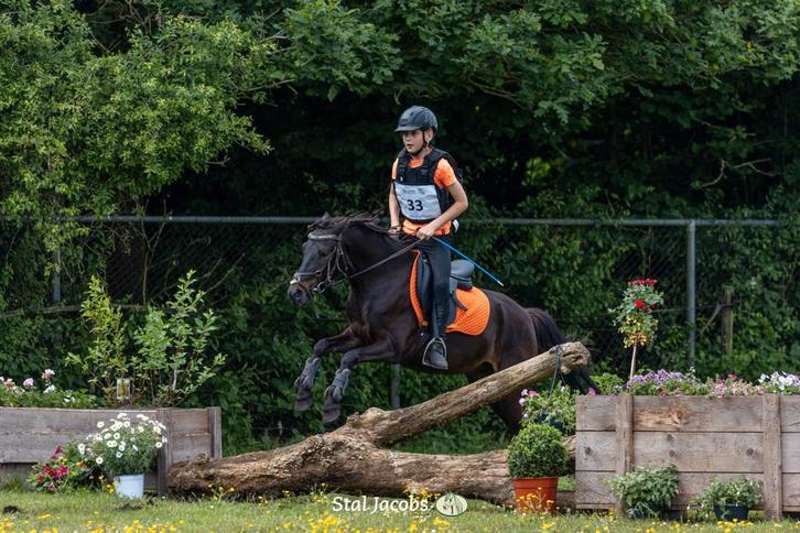 A tm e pony's beleren en doorrijden, Dieren en Toebehoren, Paarden en Pony's | Overige Paardenspullen, Ophalen of Verzenden
