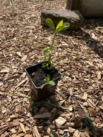 Aardpeer plantjes  beschikbaar voor biedingen