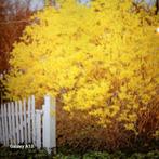 Forsythia tuinplanten, geworteld, Tuin en Terras, Planten | Struiken en Hagen, Ophalen, Overige soorten, Struik, Minder dan 100 cm