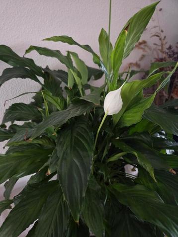 Grote lepelplant / Vredeslelie / Spathiphyllum

 beschikbaar voor biedingen