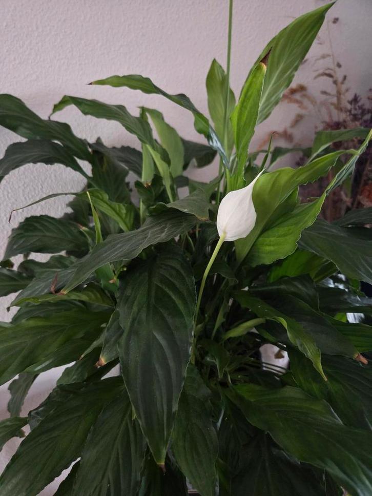 Grote lepelplant / Vredeslelie / Spathiphyllum, Huis en Inrichting, Kamerplanten, Minder dan 100 cm, Halfschaduw, Ophalen