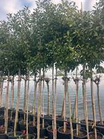 Glansmispel/Photinia/Toverboom  NU van€ 129,50 voor € 89,50, Ophalen, Overige soorten, 250 cm of meer