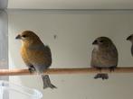 Haakbekken - Pinicola enucleator, Meerdere dieren, Wildzangvogel, Geringd