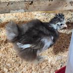 Zijdehoen usa kuikens, Dieren en Toebehoren, Geslacht onbekend, Kip