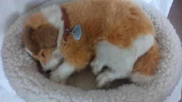 Perfect Petzzz  Colliepup beschikbaar voor biedingen