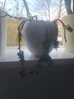 Twee planten zonder potten, Ophalen, Rond, Aardewerk, Minder dan 40 cm