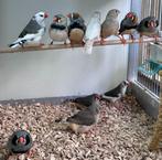 Zebravinken verschillende kleuren, Dieren en Toebehoren, Vogels | Overige Vogels, Meerdere dieren, Tropenvogel