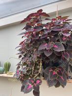 Te koop een Coleus of Plectranthus scutellarioides, Ophalen of Verzenden
