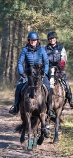 Schitterende D pony, Dieren en Toebehoren, Pony's, B, 11 jaar of ouder, Recreatiepony, D pony (1.37m tot 1.48m)