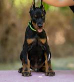 Doberman puppies, Dieren en Toebehoren, Honden | Bulldogs, Pinschers en Molossers, Rabiës (hondsdolheid), Overige rassen, 8 tot 15 weken