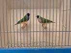 Prachtig Koppel Zwarkop Paarsborst Gouldamadines, Dieren en Toebehoren, Vogels | Overige Vogels, Meerdere dieren, Tropenvogel