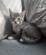 Kittens x ragdoll/Europees, Dieren en Toebehoren, Katten en Kittens | Overige Katten, Meerdere dieren, Kortharig, 0 tot 2 jaar