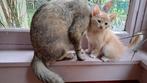 Mooie mixjes abbesijn xbengaal x rooie kater met pluimstaart, Meerdere dieren