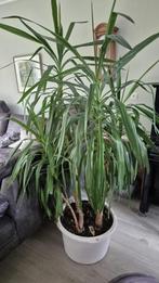 Mooie, grote kamerplanten, Ophalen, In pot, Halfschaduw, 150 tot 200 cm