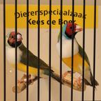 Koppel roodkop witborst goulds, Meerdere dieren, Tropenvogel