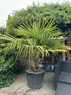 2 palmbomen te huur voor feestje  🌴🍾🎉😎🥳, Tuin en Terras, Planten | Bomen, Zomer, Volle zon, Ophalen of Verzenden, Palmboom