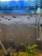 Baby Guppy's, Vis