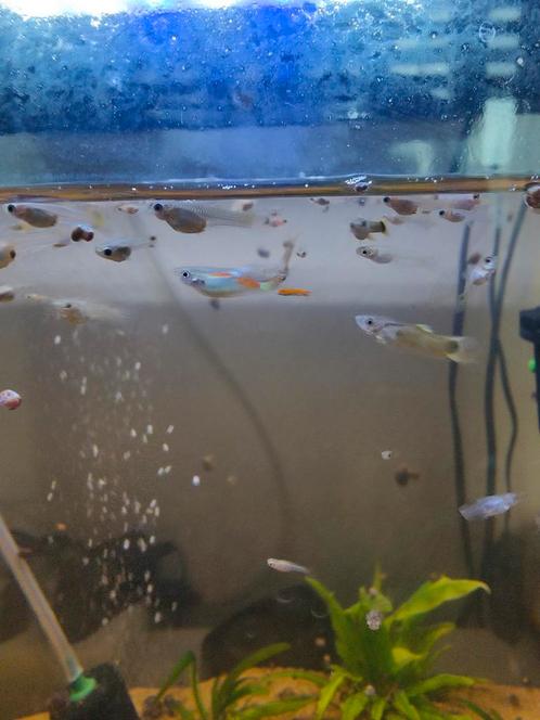 Baby Guppy's, Dieren en Toebehoren, Vissen | Aquariumvissen, Vis