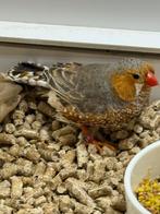 Oranjeborst grijze zebravink man, Dieren en Toebehoren, Mannelijk