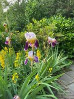driekleurige iris, Tuin en Terras, Planten | Tuinplanten, Volle zon, Vaste plant, Zomer, Ophalen