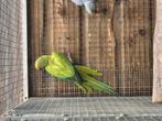 Te koop een heel mooi koppel halsbandparkieten, Dieren en Toebehoren, Meerdere dieren, Parkiet, Geringd