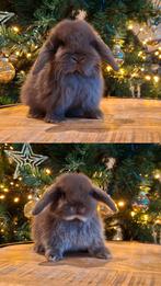 Lieve raszuivere NHD baby konijntjes!, Mannelijk, Dwerg, Hangoor, 0 tot 2 jaar