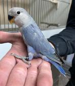 8 jonge Agapornis dwergpapegaai roseicollie om tam te maken, Dieren en Toebehoren, Vogels | Parkieten en Papegaaien, Meerdere dieren